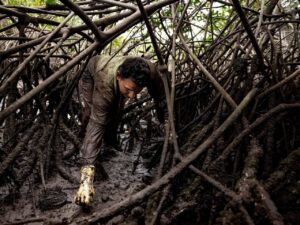 Estudiantes de la UTPL trabajan en la gestión y conservación del manglar