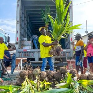 Se rehabilitan cultivos de coco en zona norte