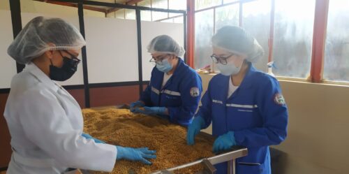 Cereal de quinua, un emprendimiento que busca alimentación sana