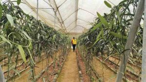 La provincia Tsáchila es pionera en el cultivo de vainilla