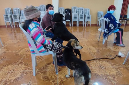 Jornadas gratuitas de esterilización de mascotas en Píllaro