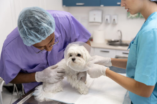 Campaña de esterilización gratuita para mascotas de Cevallos