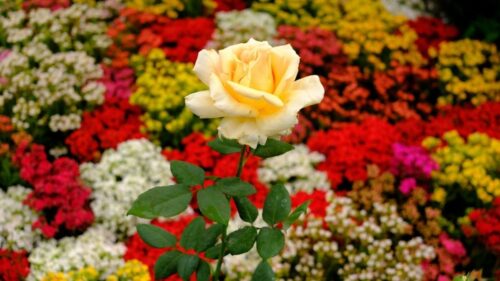 Una nueva feria de flores se realizará en Ambato