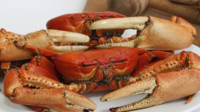 El cangrejo rojo es una de las especies de mariscos más consumidas en Ecuador.