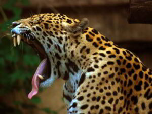 Ecuador presenta un plan para proteger al jaguar amazónico y al tropical