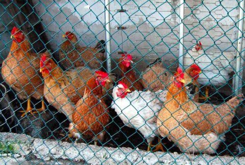 Las aves están en riesgo con los cambios de temperatura.