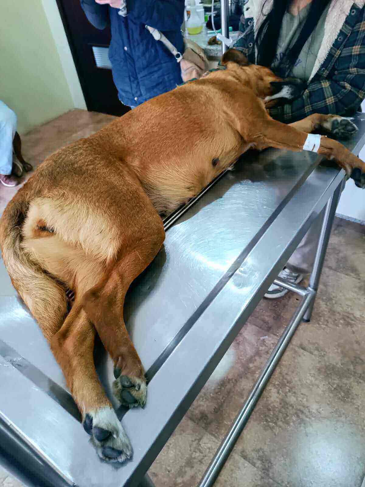 60 denuncias al mes por maltrato animal en Loja