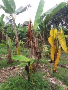 1.13 hectáreas afectadas por el ‘moko del plátano’   