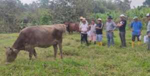 Nuevo brote de moscas afecta a ganaderos