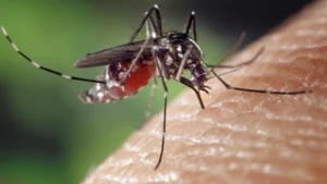 ¿Por qué los mosquitos pican más a unas personas que a otras?
