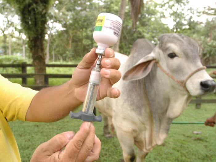 Control. Ganaderos de Los Ríos reciben vacunación contra la fiebre aftosa. 