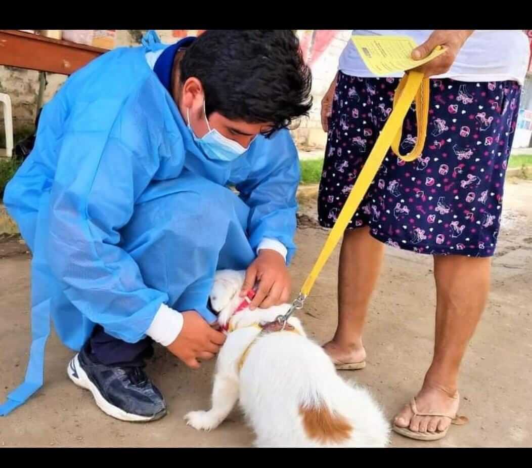 Inicia campaña de vacunación gratuita para caninos y felinos