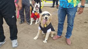 Festival canino este sábado en Patate