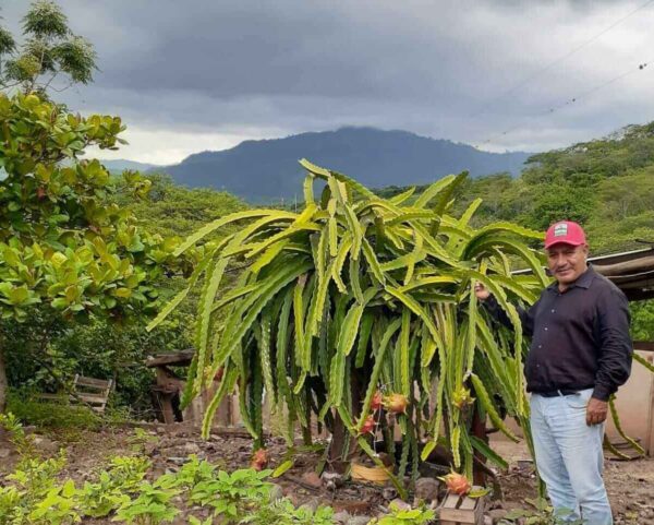Cultivo de guanábana y pitahaya por primera vez en Loja