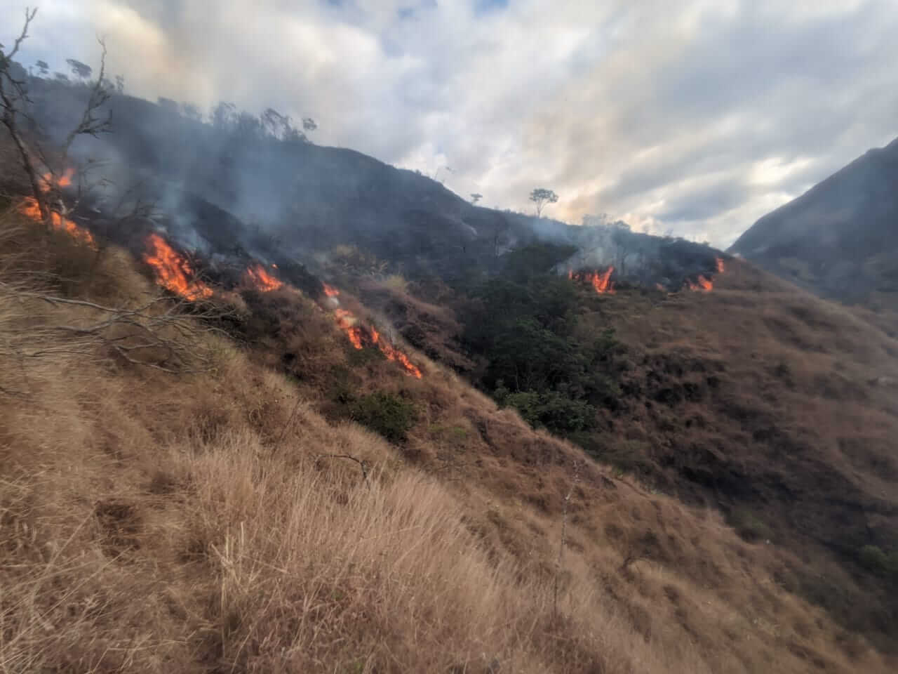 Incendio forestal consumió 10 hectáreas de plantación de pinos