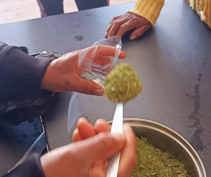 En Pelileo se impulsa la producción de té de hoja de arándanos