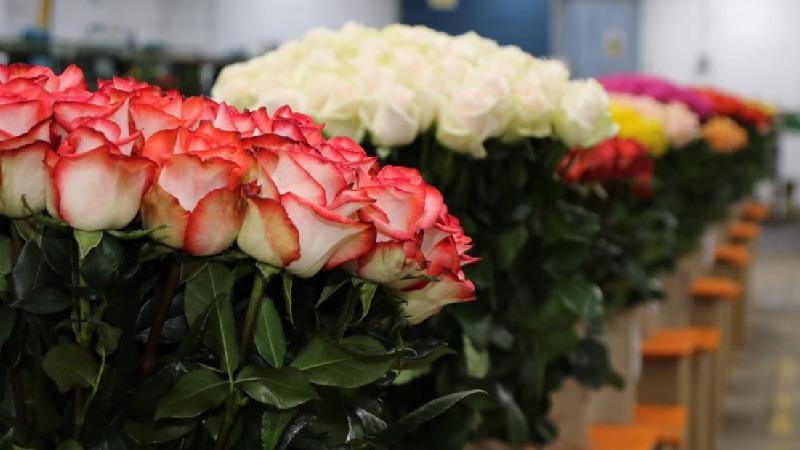 CIFRA. Entre enero y junio de 2022, el sector florícola formal exportó $509 millones.
