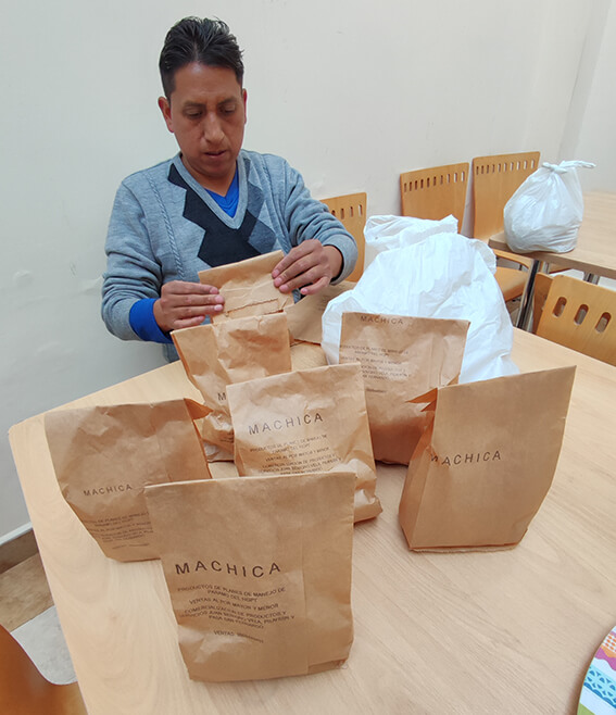 Agricultores de Tungurahua le  apuestan a elaborar máchica