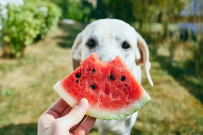 10 frutas que pueden comer los perros