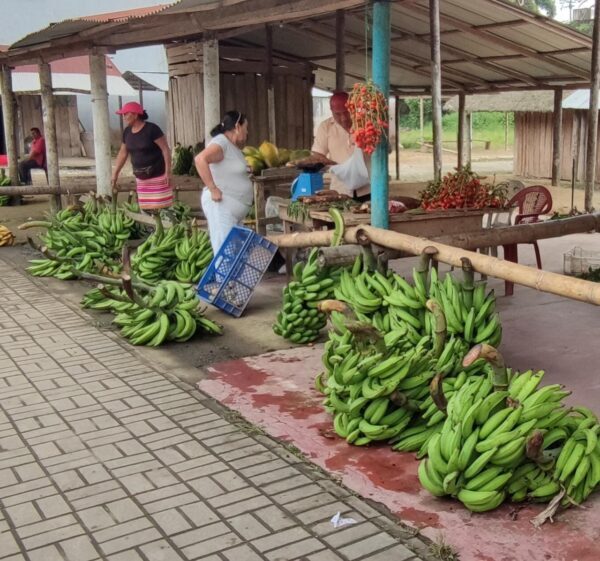 PRECIO. Del plátano subió en el mercado local y para la exportación.
