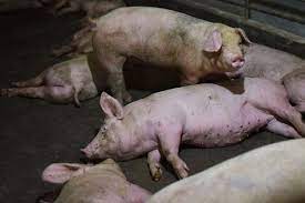 Se descarta presencia de peste porcina clásica en la provincia Esmeraldas
