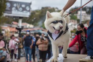 Campaña de esterilización para caninos y felinos desde hoy