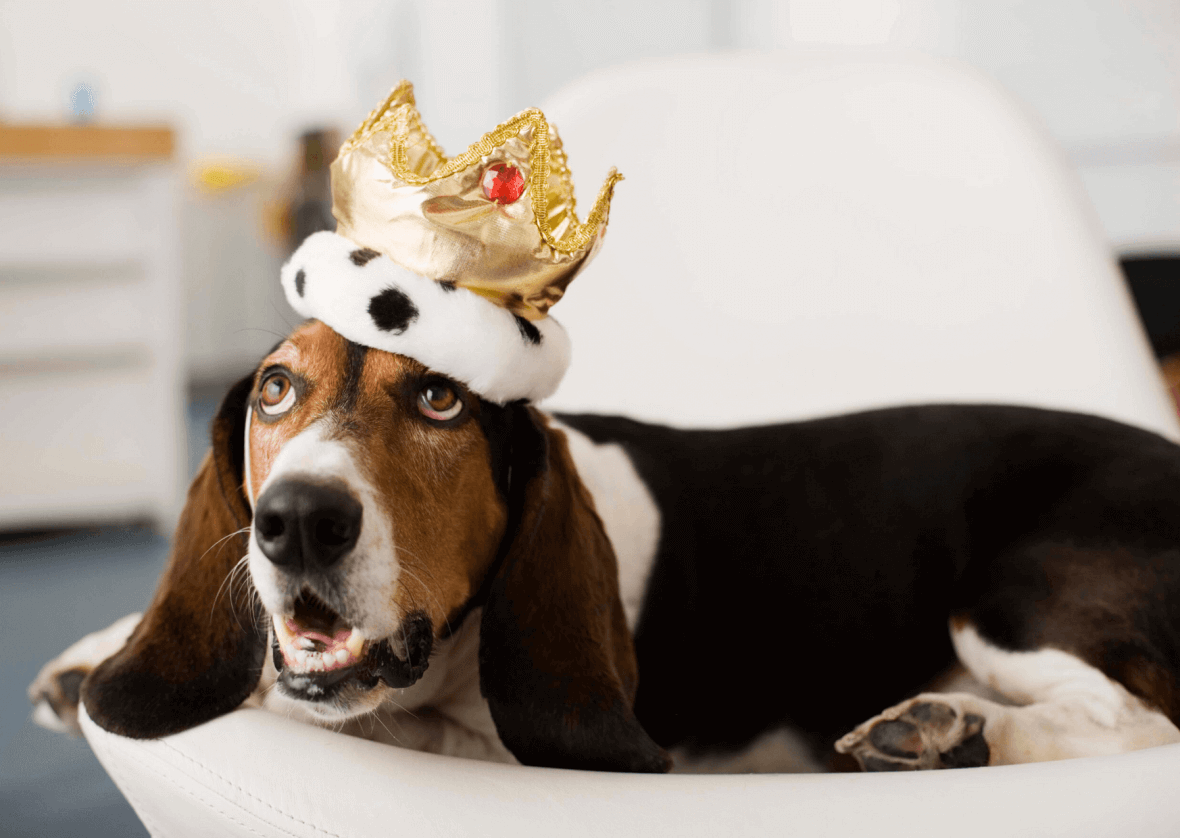 ¿Por qué las mascotas son los reyes de casa?