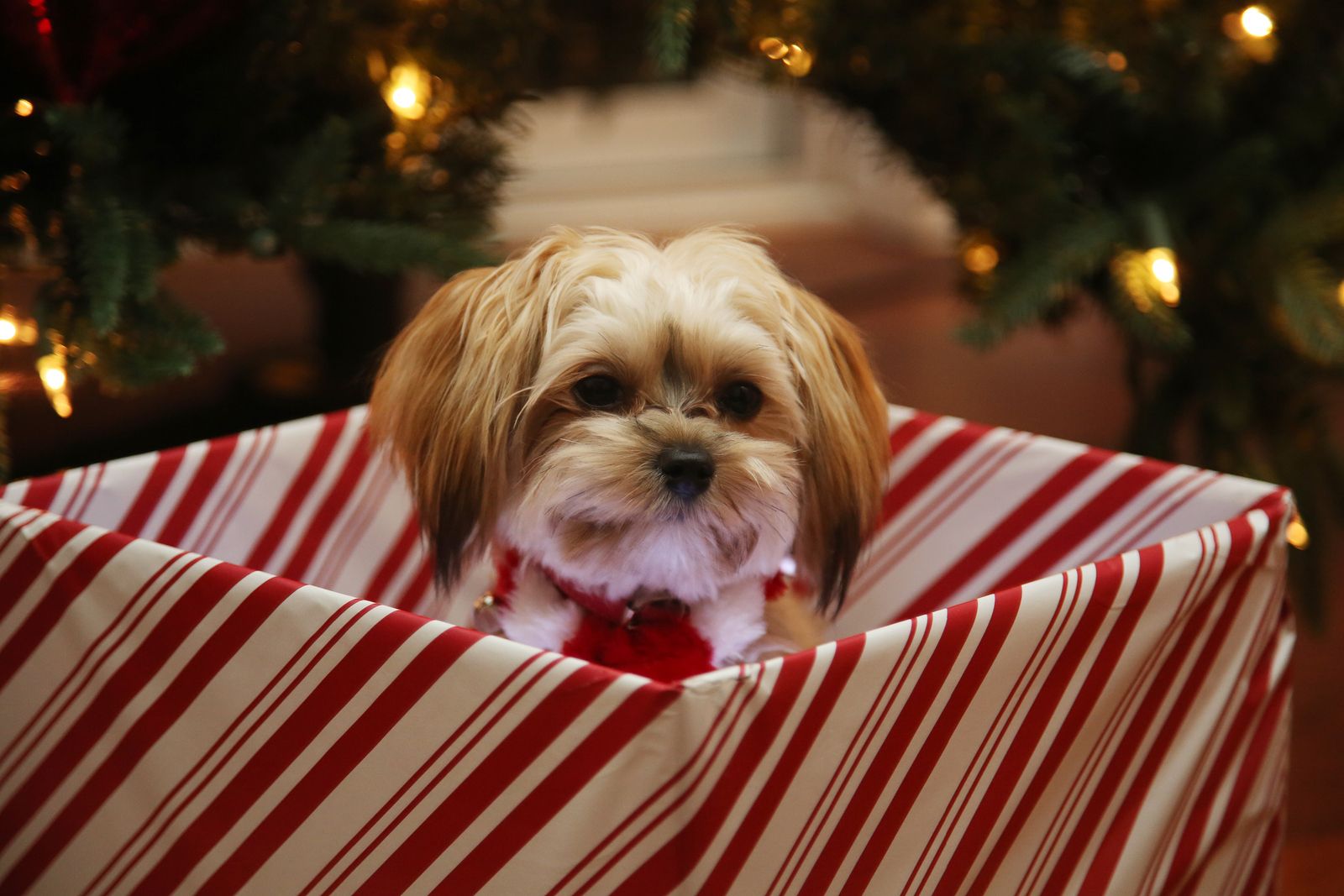 ¿Por qué las mascotas son los reyes de casa?