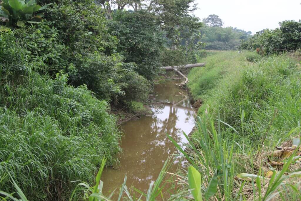 Peligro. Supuesto canal por donde la empresa Export Jaime evacúa el agua del humedal Las Garzas, hacia el río Palenque.