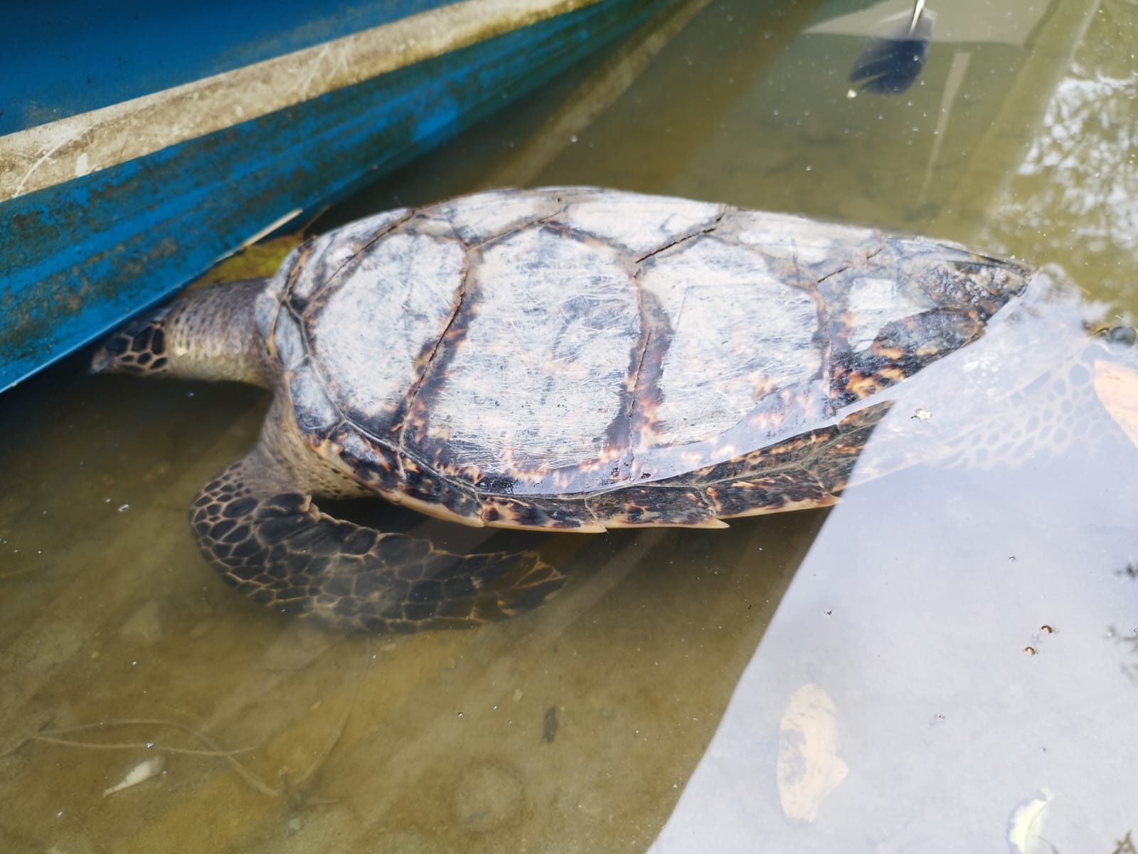 Pesca incidental acaba con la vida de las tortugas