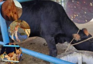 En camal de Zamora se faenarían animales con nuches y garrapatas