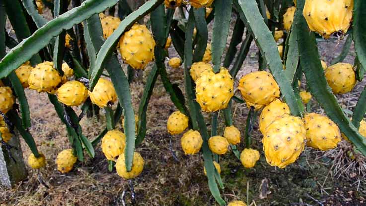 PRODUCCIÓN. Una hectárea por año deja de 7 a 7.5 toneladas.