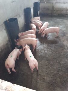 Porcicultores piden regular precios