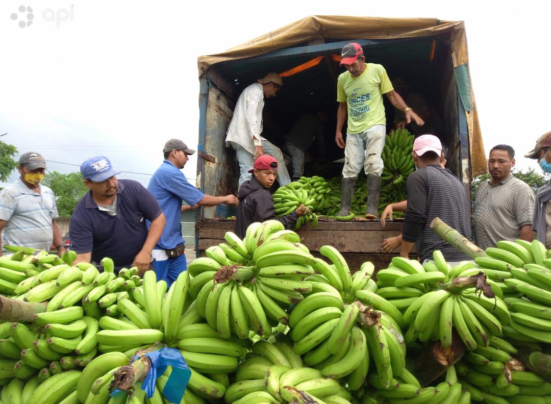 HECHO. El sector bananero es uno de los más afectados por la actual crisis económica.