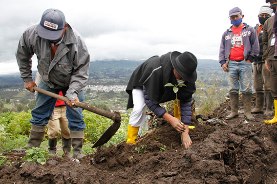 Reforestación, un proyecto  que continúa en Tungurahua