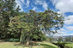 Así puedes conocer los 50 árboles patrimoniales que tiene Ambato