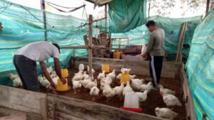 Avicultores incrementan cuidados en granjas