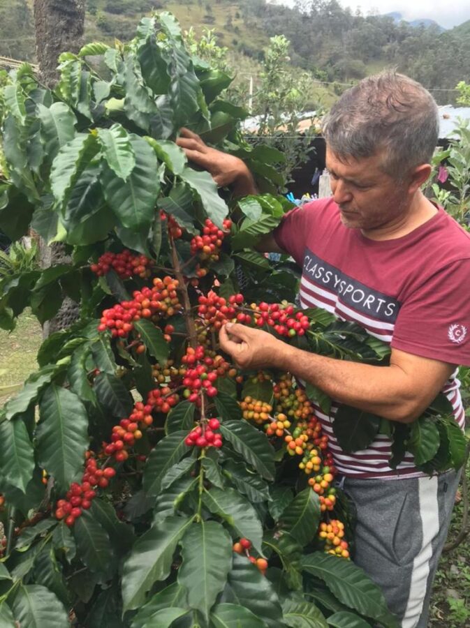 Conozca ‘La ruta y el proceso del café’ en Vilcabamba