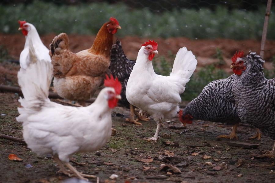 Activan cercos epidemiológicos tras detectar un caso de influenza aviar en Cotopaxi