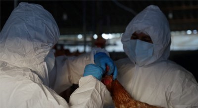 Primer caso de influenza aviar H5 es detectado en Ecuador