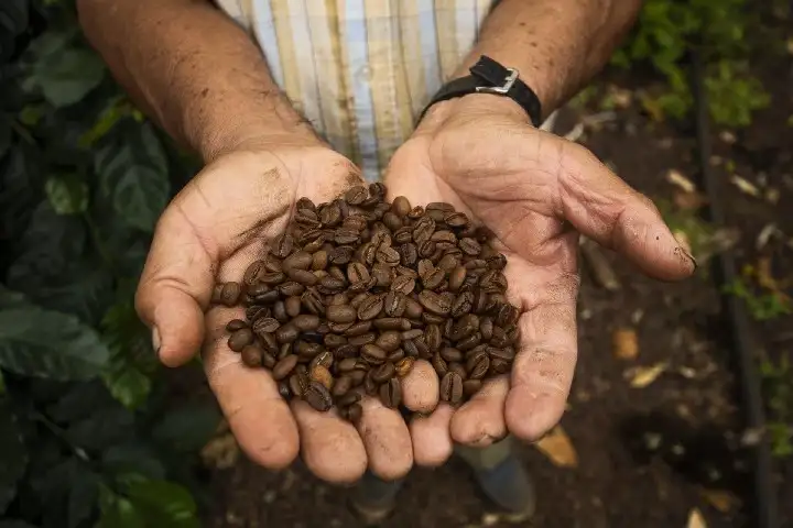 Productos ecuatorianos como café, maní y pitahaya estarán protegidos de imitaciones en la Unión Europea
