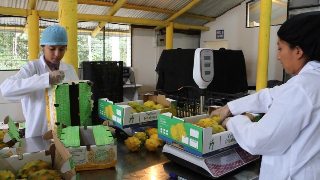 Pitahaya ecuatoriana ya se exporta a 56 países