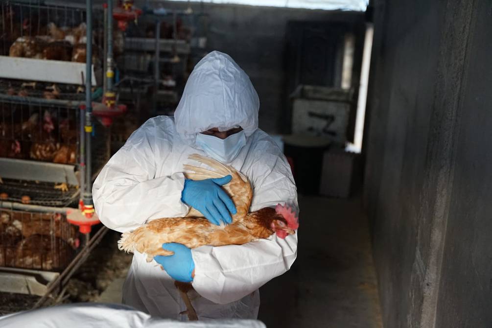 Se declara emergencia zoosanitaria para controlar brote de gripe aviar