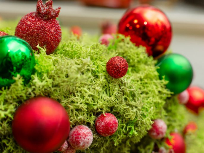 Sanciones para quienes utilicen musgo en pesebres de Navidad