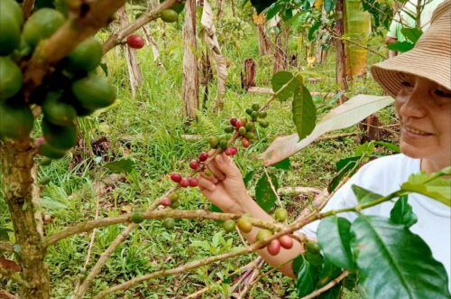 Agricultores de café le apuestan a los productos procesados