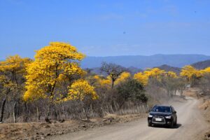 Florecimiento de guayacanes en Zapotillo será para inicios de 2023