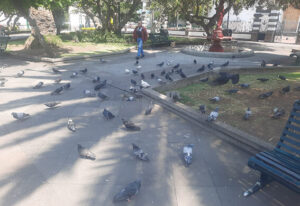 Se analiza prohibir a los ciudadanos  que alimenten a palomas en parques