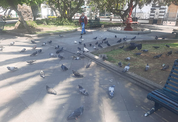 En el parque Montalvo las personas transitan en medio de las palomas.