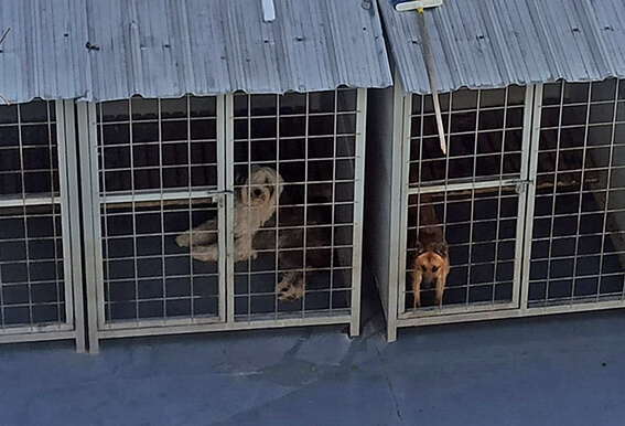 Los perros se encuentran bajo el cuidado de los Agentes Civiles de Control.