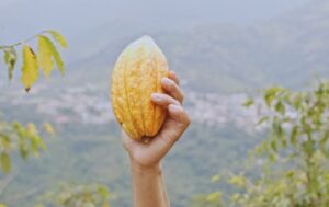 Palanda, la tierra del cacao